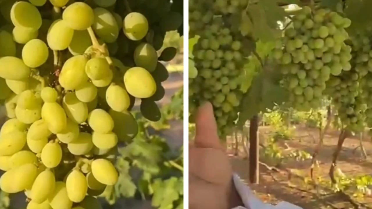 مزارع في طبرجل ينتج 50 طنا من أجود أنواع العنب سنويا.. فيديو