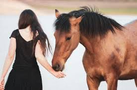 لماذا تحب النساء الخيل وما سر العلاقة الفريدة بين الأنثى والجواد!.. صور