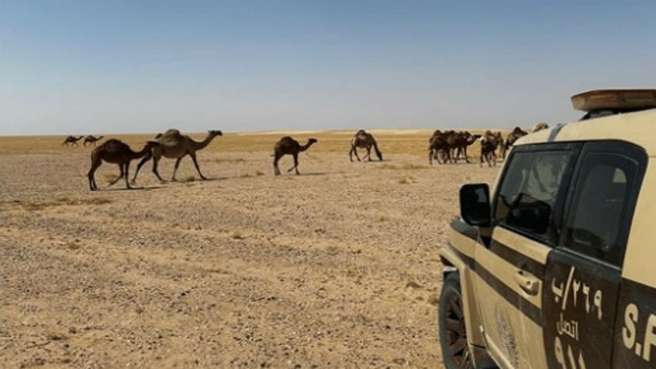 ضبط مواطن لارتكابه مخالفة رعي في محمية الملك عبدالعزيز الملكية