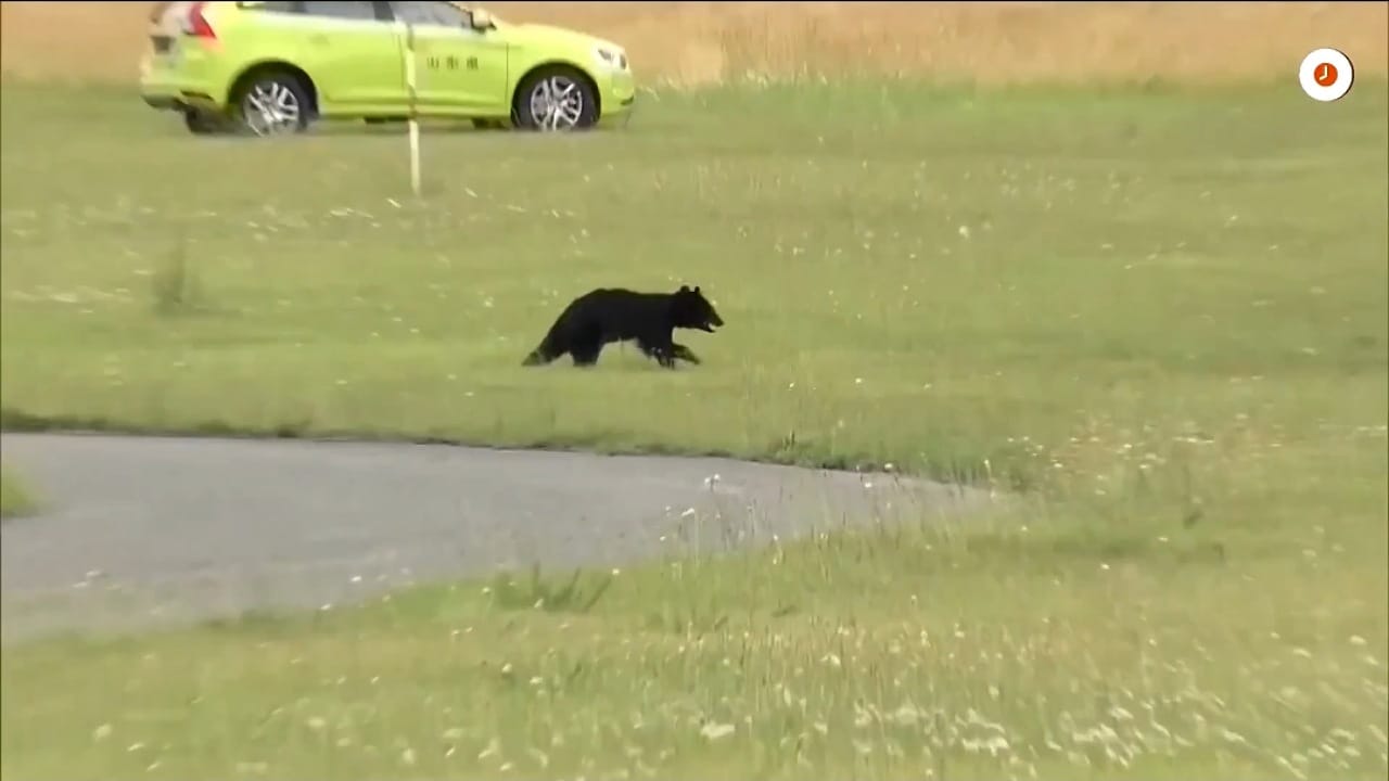 دب يقتحم مدرج مطار ويوقف الرحلات في اليابان .. فيديو