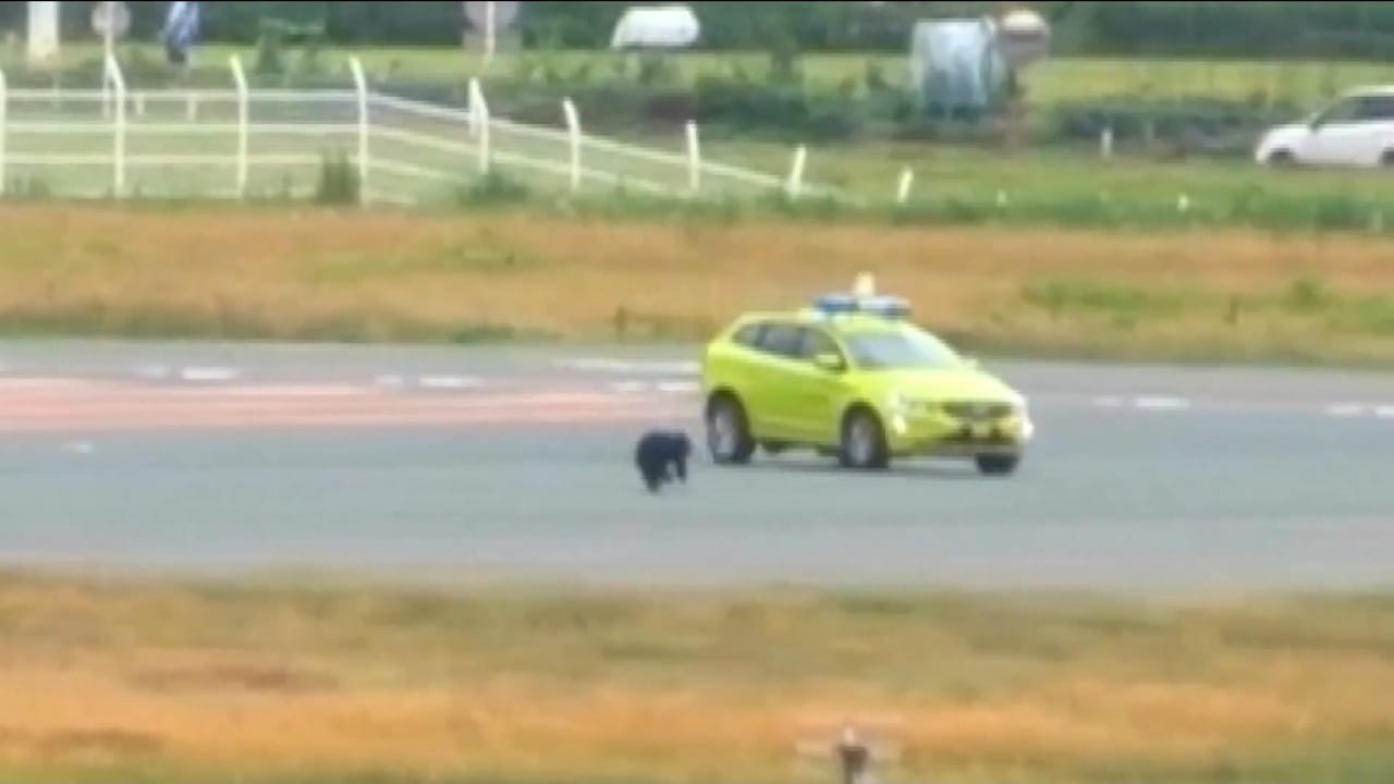 دب يقتحم مدرج مطار ويوقف الرحلات في اليابان .. فيديو