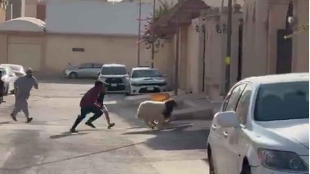 عبدالله السدحان يوثق لحظة طريفة لهروب &#8220;خروف العيد&#8221; ويعلق بطرافته المعهودة