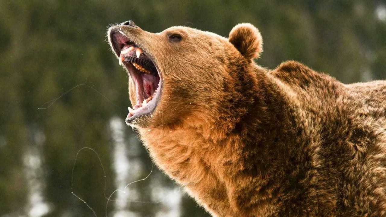 دب يقتحم خيمة سائحة ويهاجمها أثناء نومها