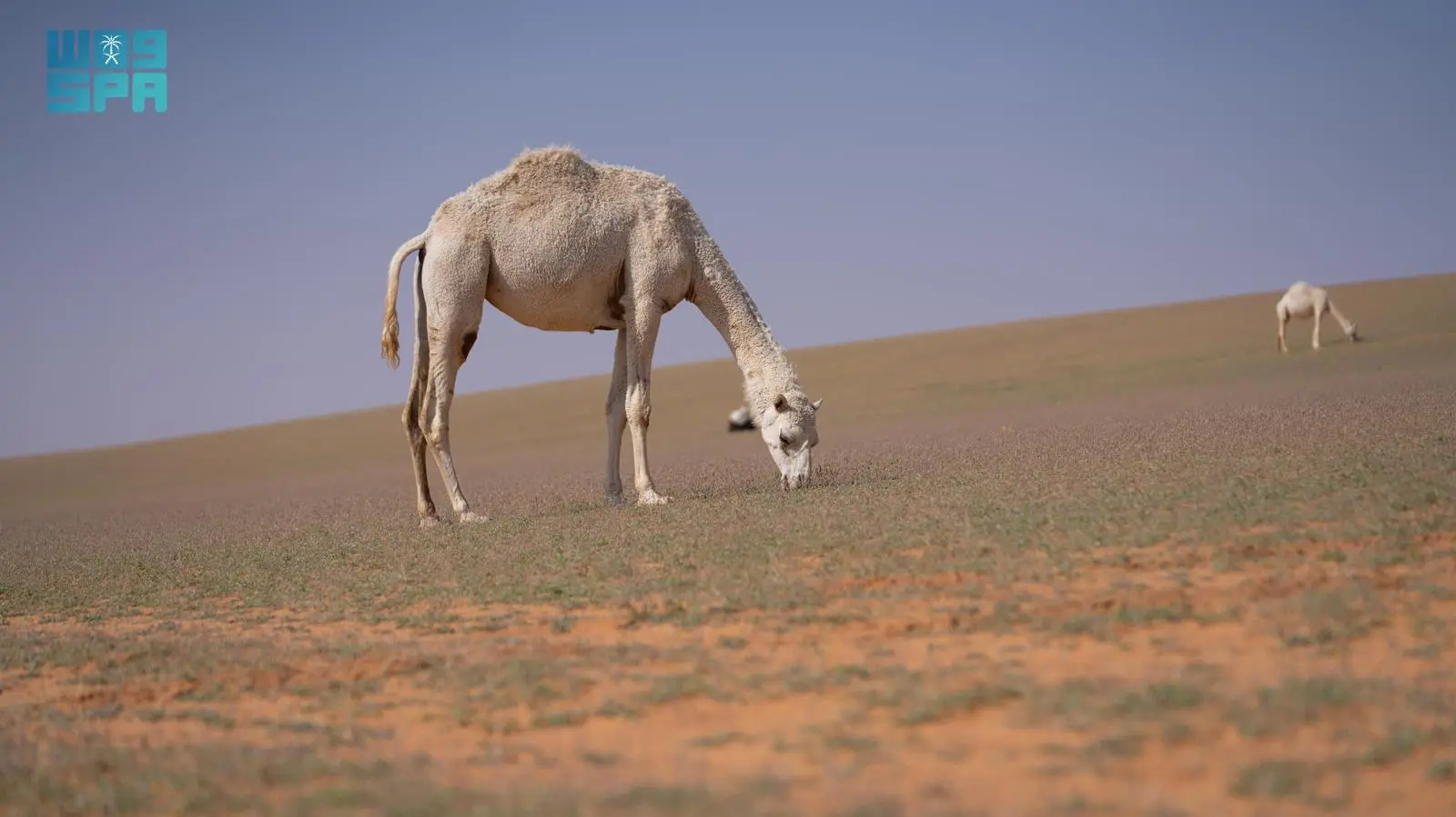 الغطاء النباتي يُطلق مبادرة للسماح بالرعي في عدد من المناطق