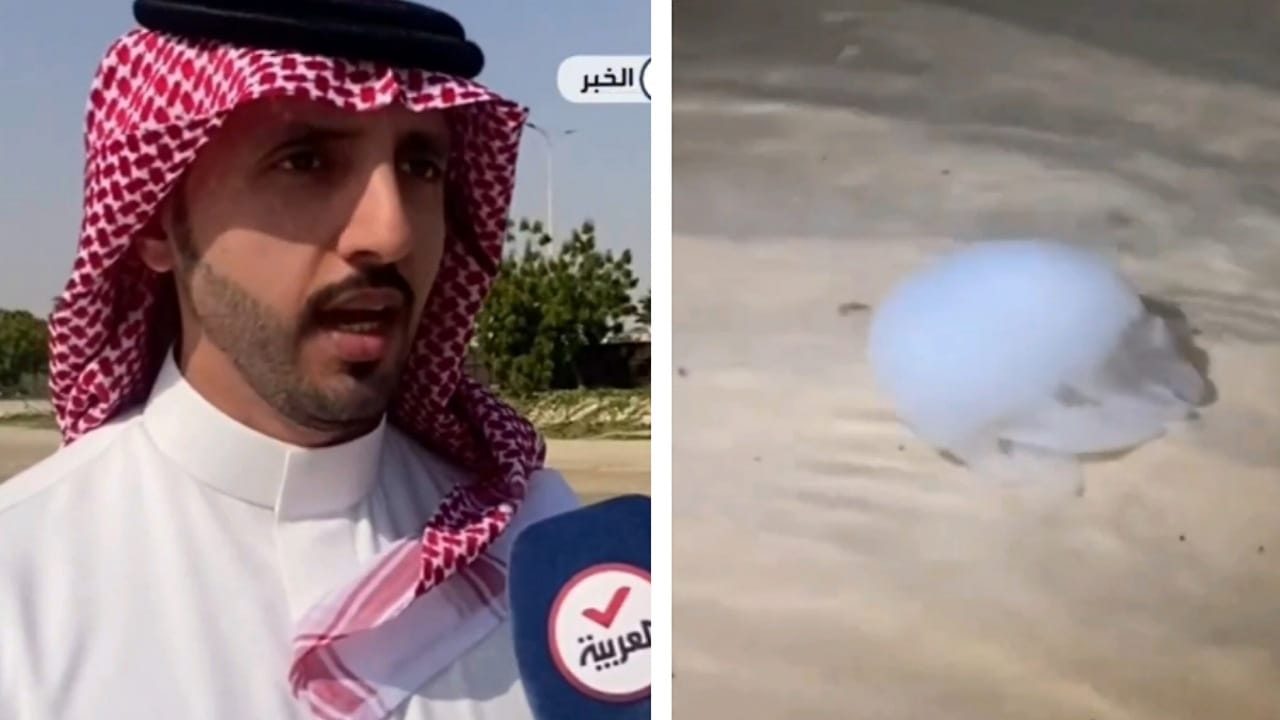 تحذير من لمس قناديل البحر على شواطئ الشرقية .. فيديو