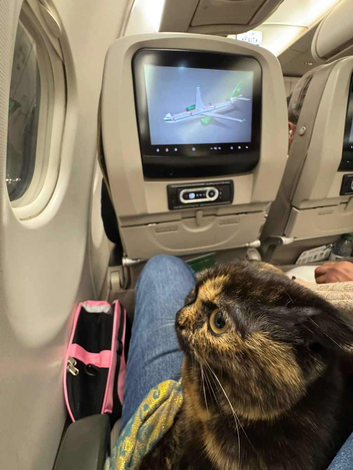 مذيعة العربية تصطحب قطتها موكا على رحلة الخطوط الجوية من دبي للرياض.. فيديو