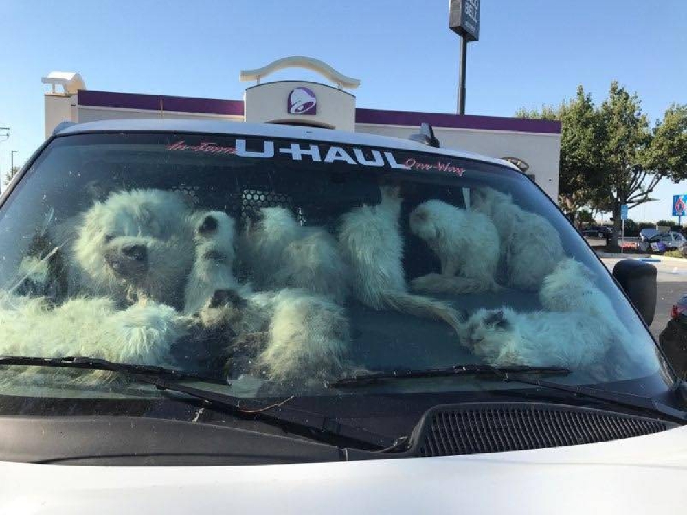 امرأة تثير الجدل بحبس 100 قطة في شاحنة مغلقة