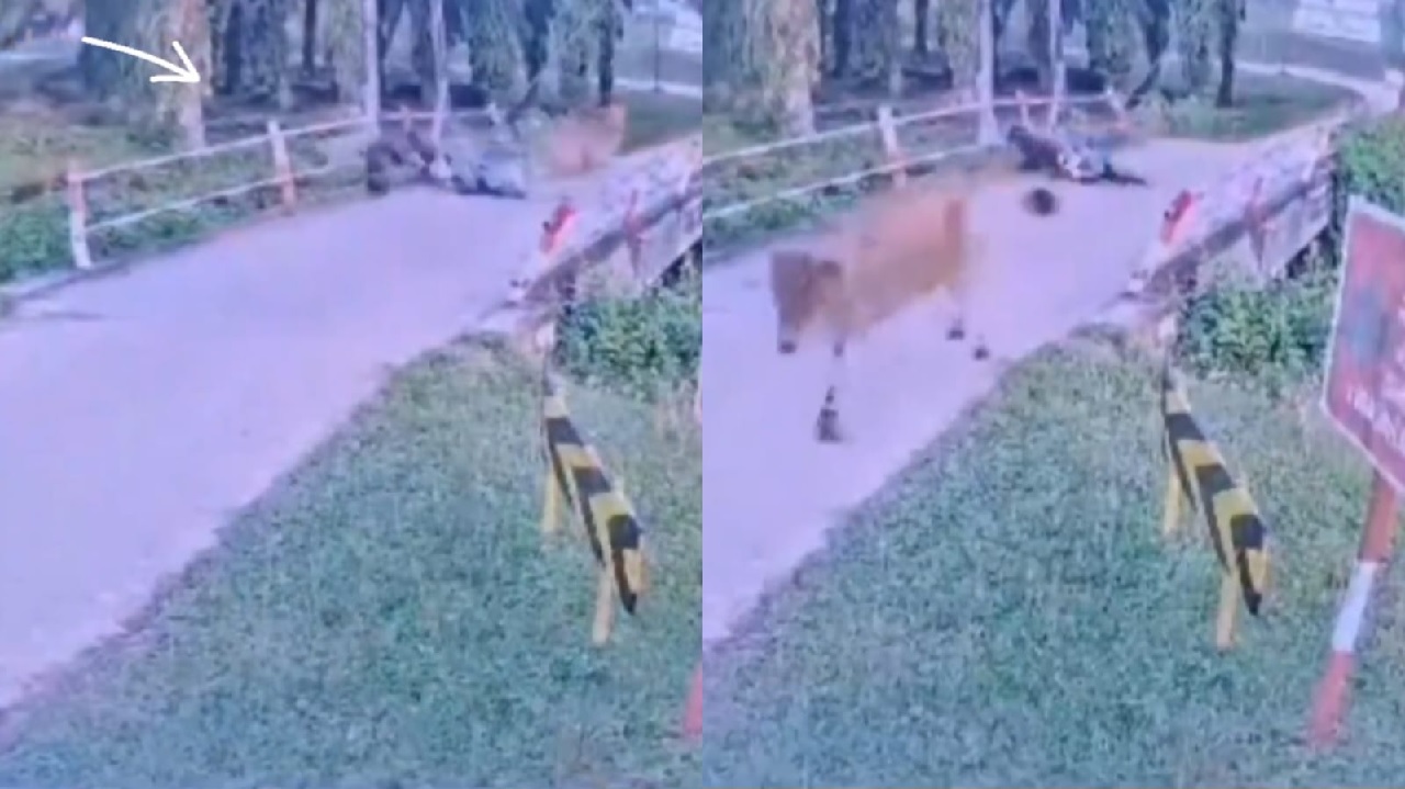 بقرة تودي بحياة خمسيني داخل مزرعة في ماليزيا .. فيديو