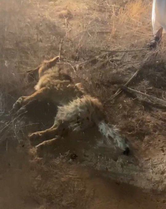 قصة هجوم ذئب على مواطن من أهالي جبه بحائل.. فيديو