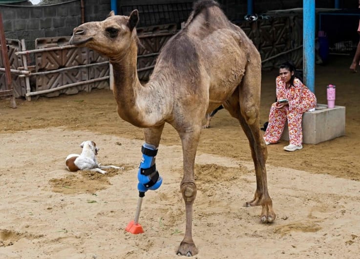 ساق صناعية تعيد ناقة إلى الحياة بعد بتر قدمها