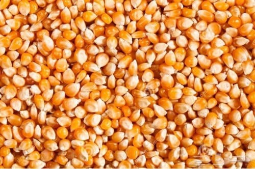 حبة ذرة كادت أن تودي بحياة سيدة