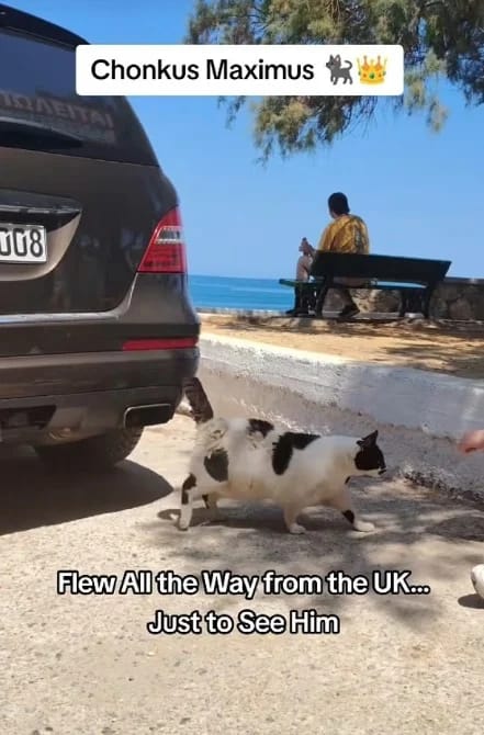 قط سمين يشعل السياحة في جزيرة يونانية نائية!