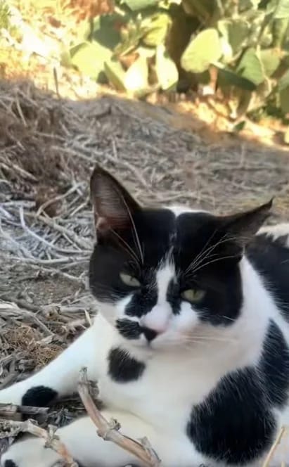 قط سمين يشعل السياحة في جزيرة يونانية نائية!