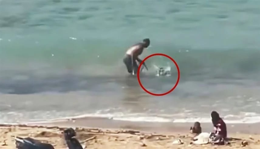 فيديو لرجل يحاول إغراق كلب يثير موجة غضب واسعة في لبنان