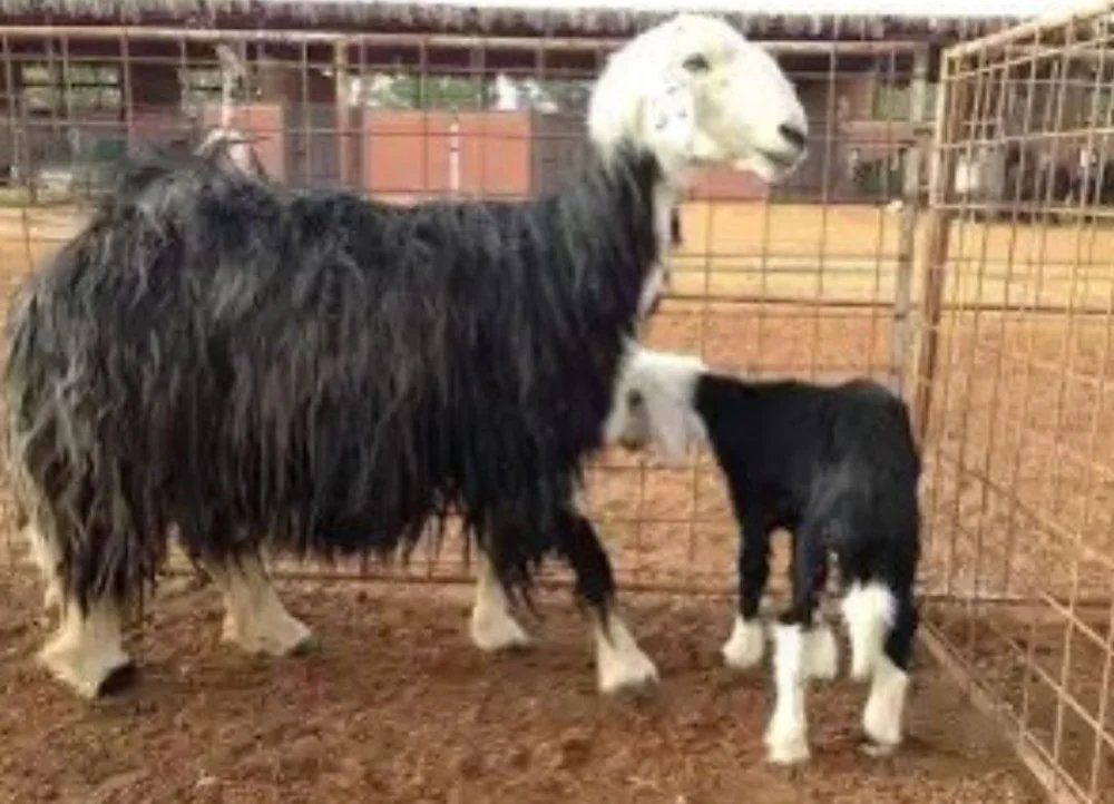 الحصيني: سهيل يزف الطلاب إلى الدراسة ويعلن اعتدال الأجواء تدريجيا