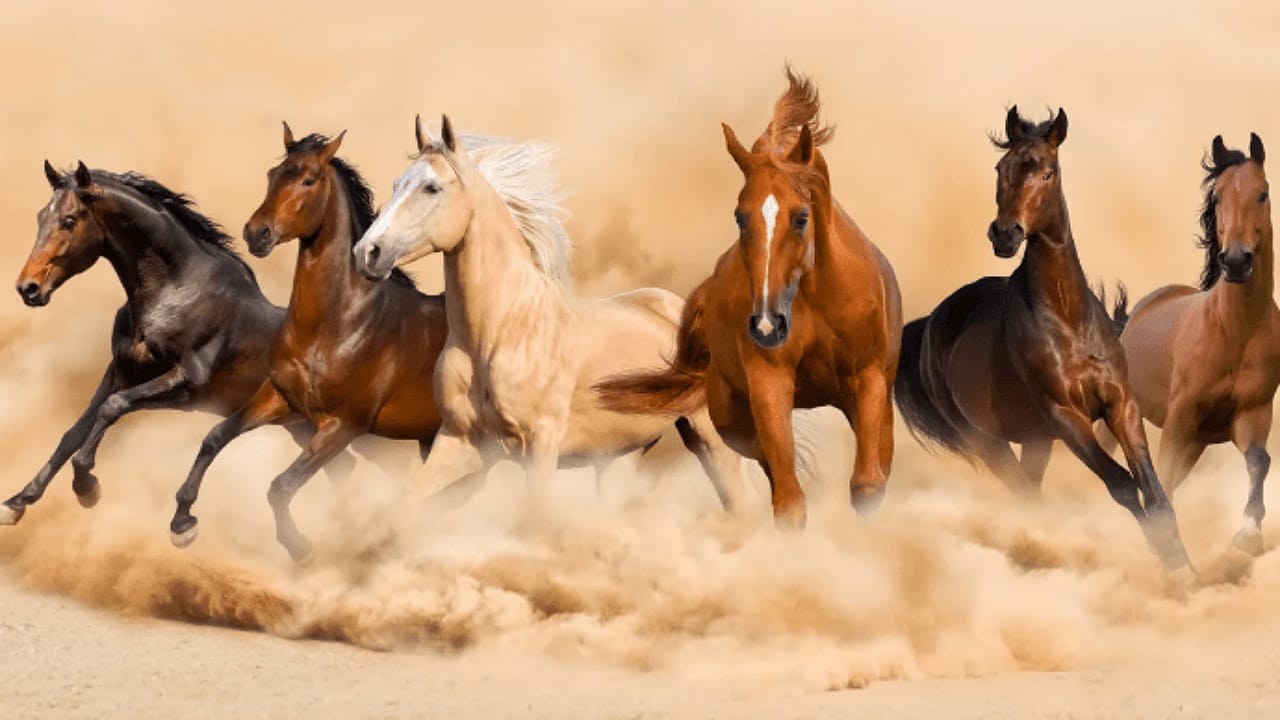 الحربي: المملكة تستعيد خلوها من طاعون الخيل الأفريقي بعد 25 عامًا .. فيديو