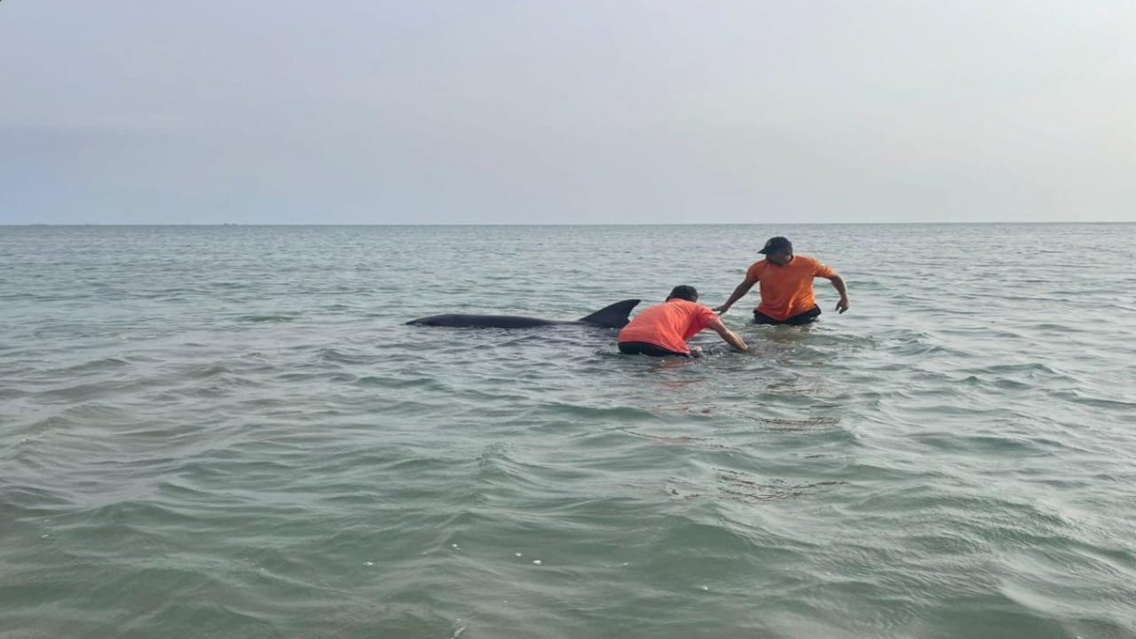 حرس الحدود يعيد دلفينًا للبحر بعد أن جرفته الأمواج إلى الشاطئ.. فيديو