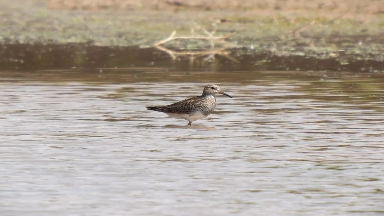 طائر الطيطوي النبطاء لأول مرة داخل محمية الملك عبدالعزيز الملكية