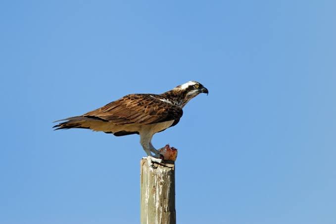 طائر جارح يشعل حريقا بعد إسقاط سمكة على خطوط الكهرباء