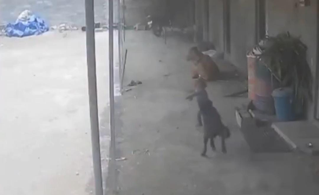 مشهد مروع لكلب ضال يهاجم طفلا ووالده ينقذه بشجاعة .. فيديو