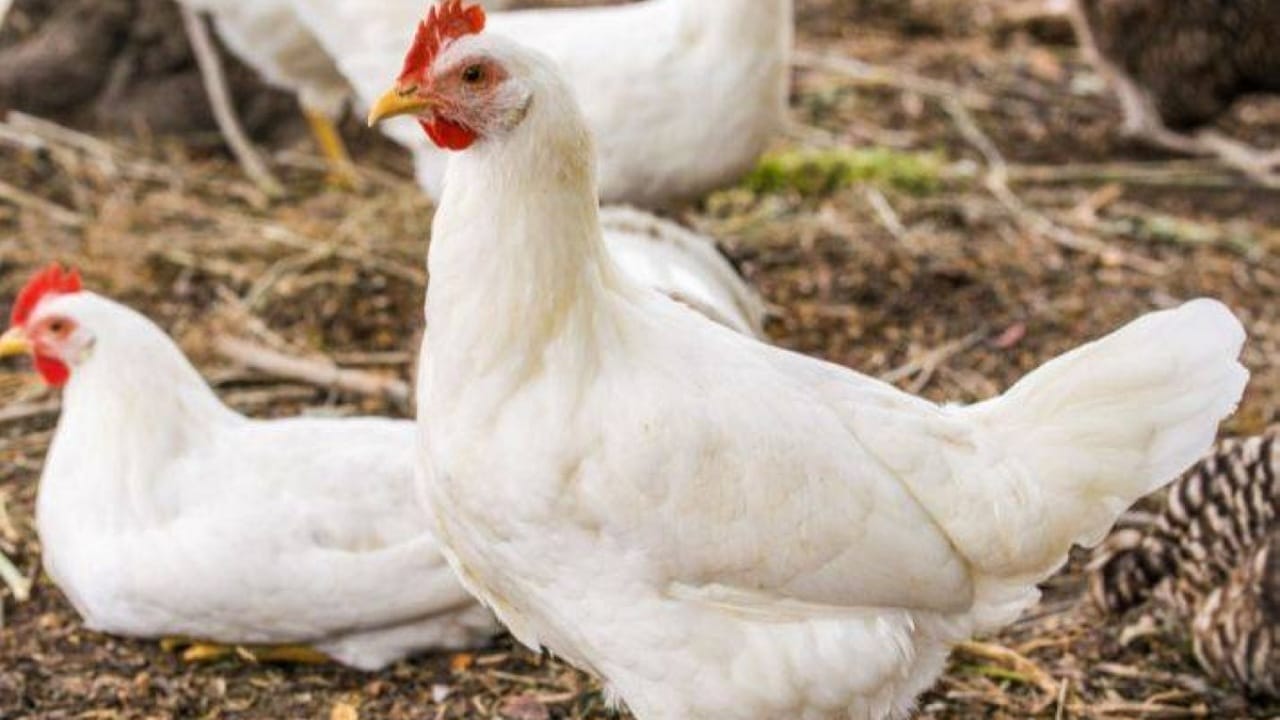 وجبة دجاج تنهي نزاع طلاق داخل محكمة صينية