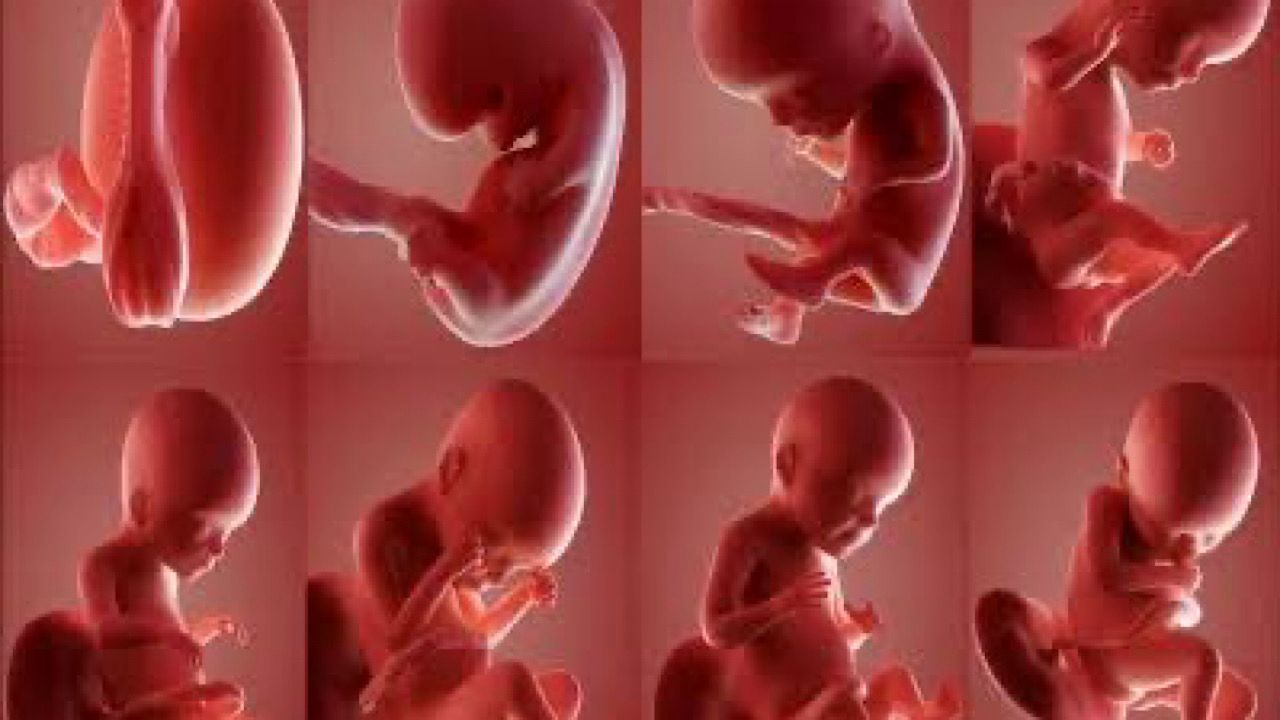 رصد جنين بشري ينغرس داخل الرحم بتقنية ثلاثية الأبعاد .. فيديو