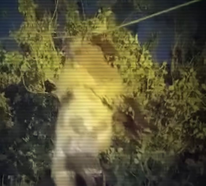 خروف ينجو بـ قفزة مدهشة فوق أسلاك الكهرباء .. فيديو