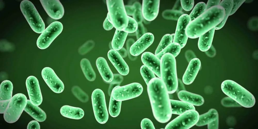 الخضيري يؤكد: البكتيريا النافعة أفضل من مصادرها الطبيعية لا من الكبسولات