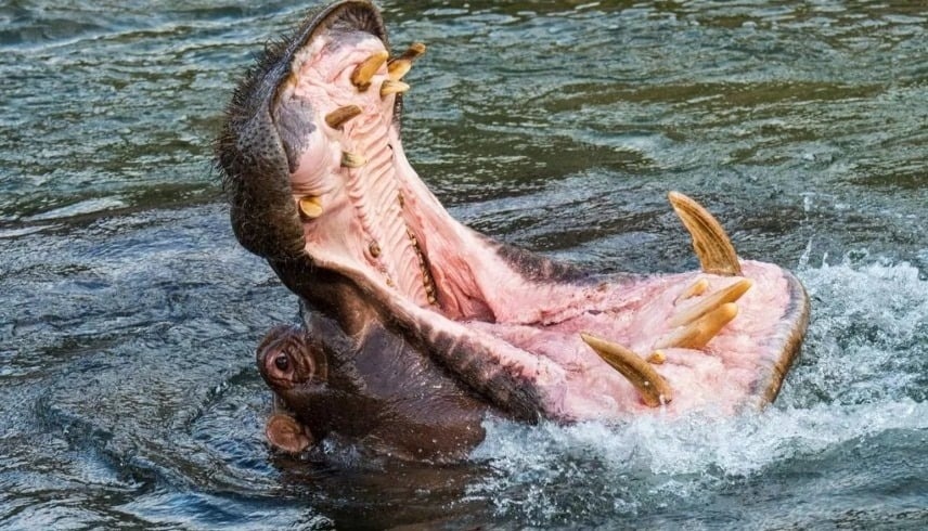 رجل ينجو من فرس نهر بعد معركة شرسة