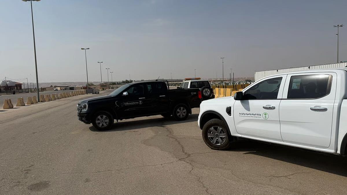 البيئة توقف مزاد غير نظامي للإبل في الرياض 