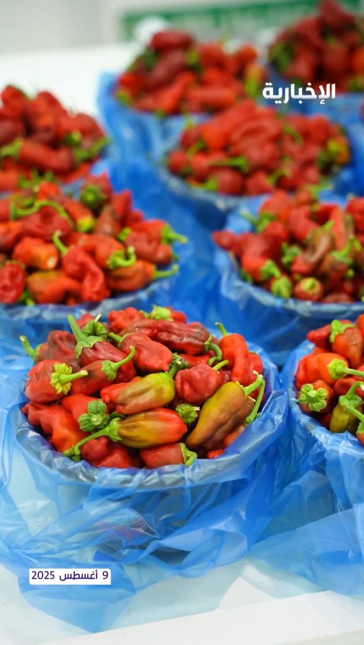 شقراء تتصدر إنتاج الفلفل في المملكة بنسبة تصل إلى 78 .. فيديو