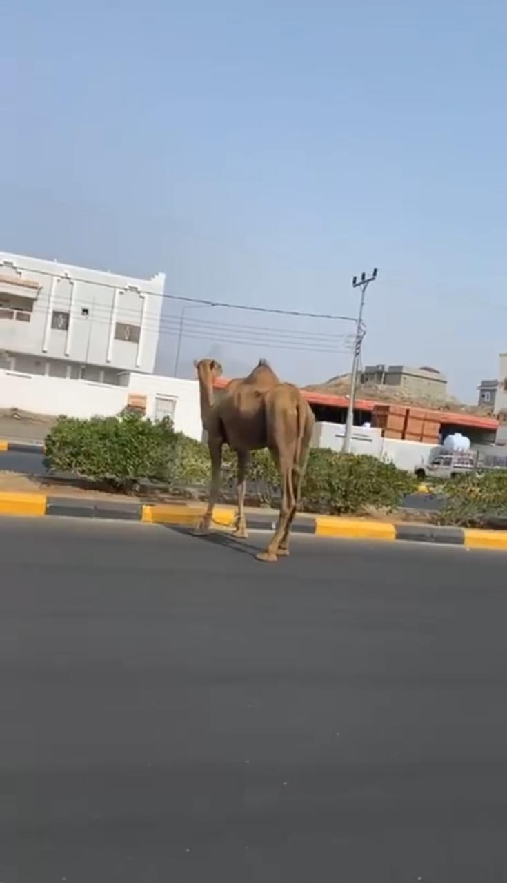 إبل سائبة تجوب شارع بأضم وتقتات على أشجاره.. فيديو وصور