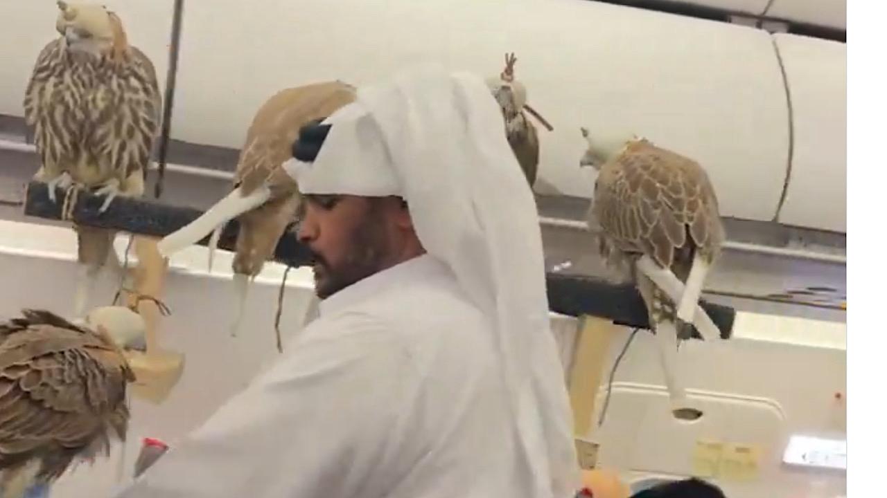 مشهد طريف لشاب يصطحب صقوره معه في الطائرة.. فيديو