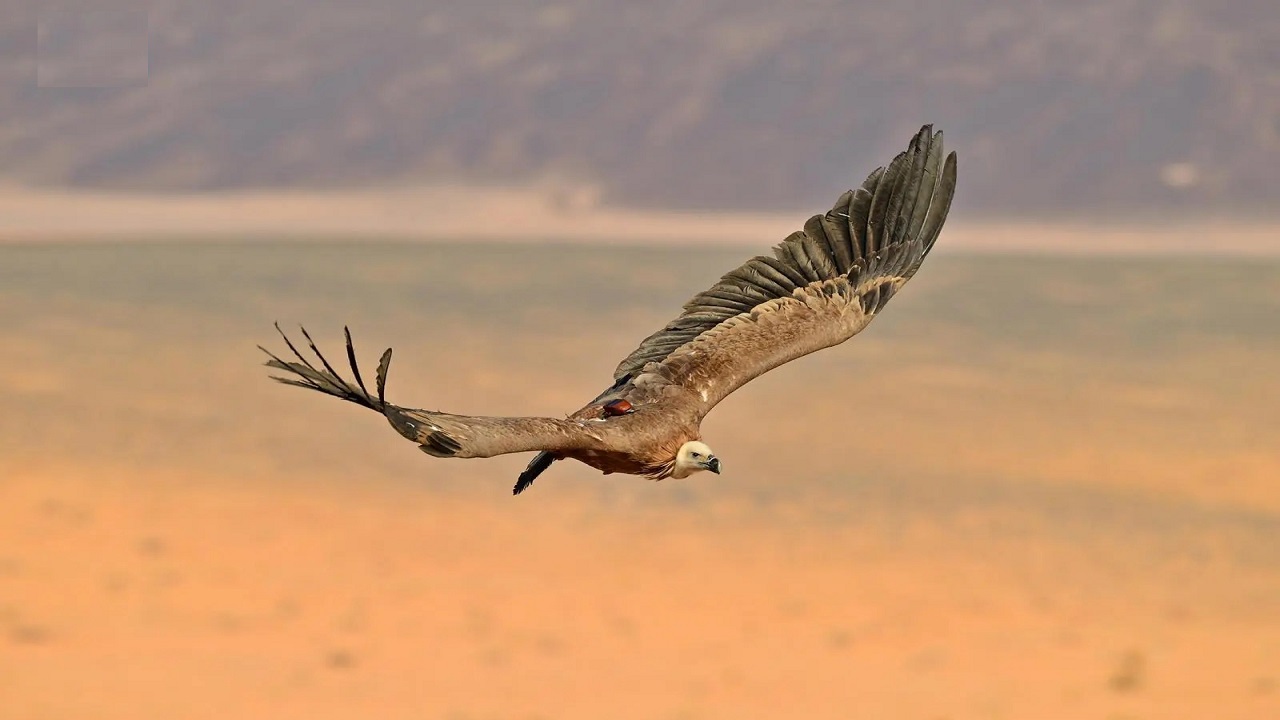 طائران من محمية الأمير محمد بن سلمان الملكية يقطعان 245 ألف كيلومتر عبر 8 دول