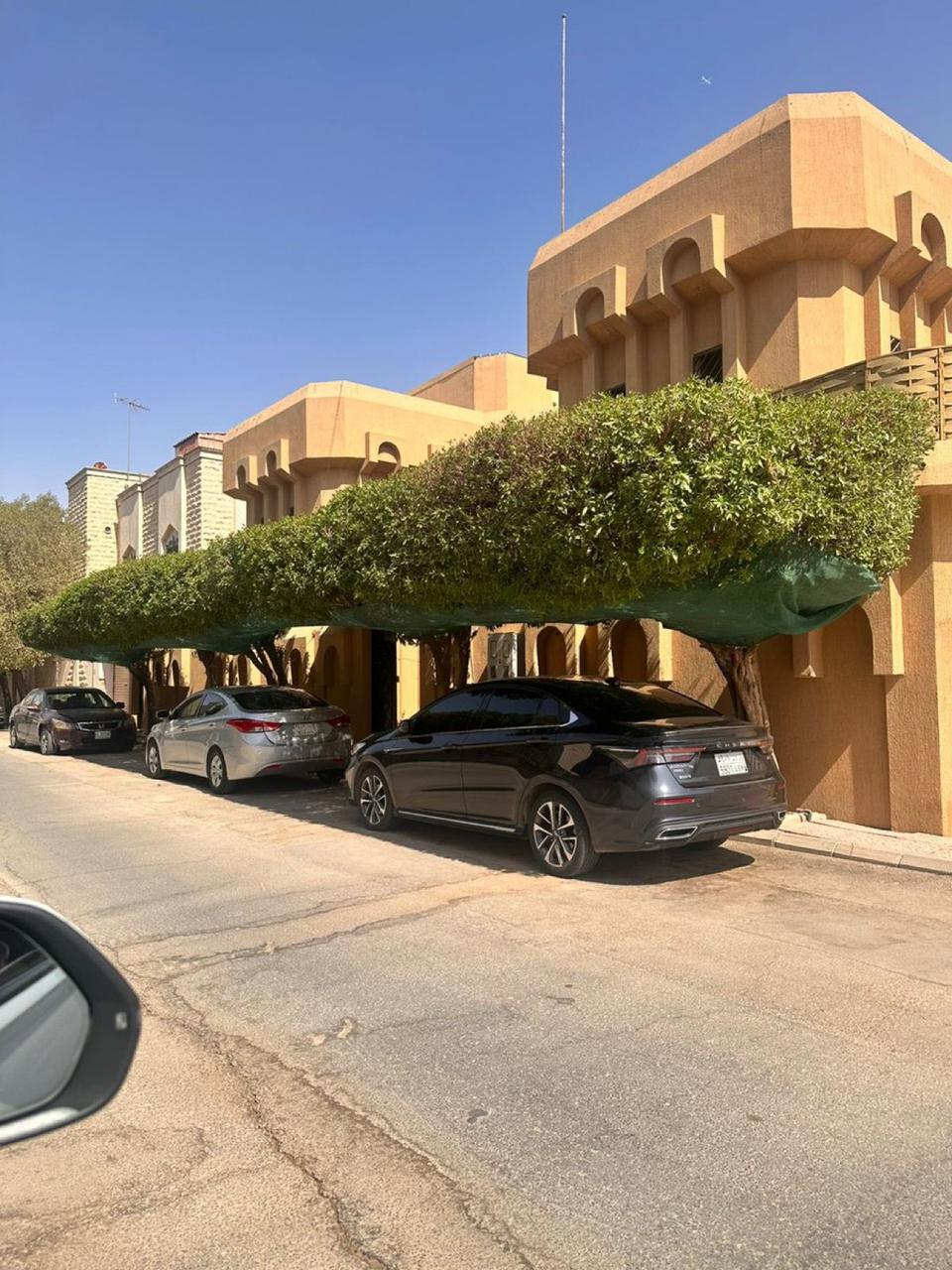 الحقيل: زراعة الشجر زينة وظل وحياة