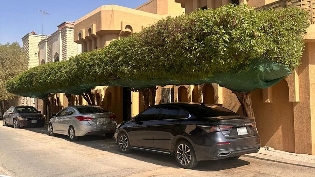 الحقيل: زراعة الشجر زينة وظلّ وحياة