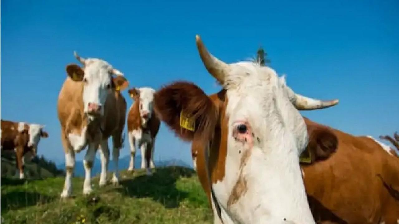 مصرع مسن وإصابة زوجته إثر هجوم قطيع من الأبقار