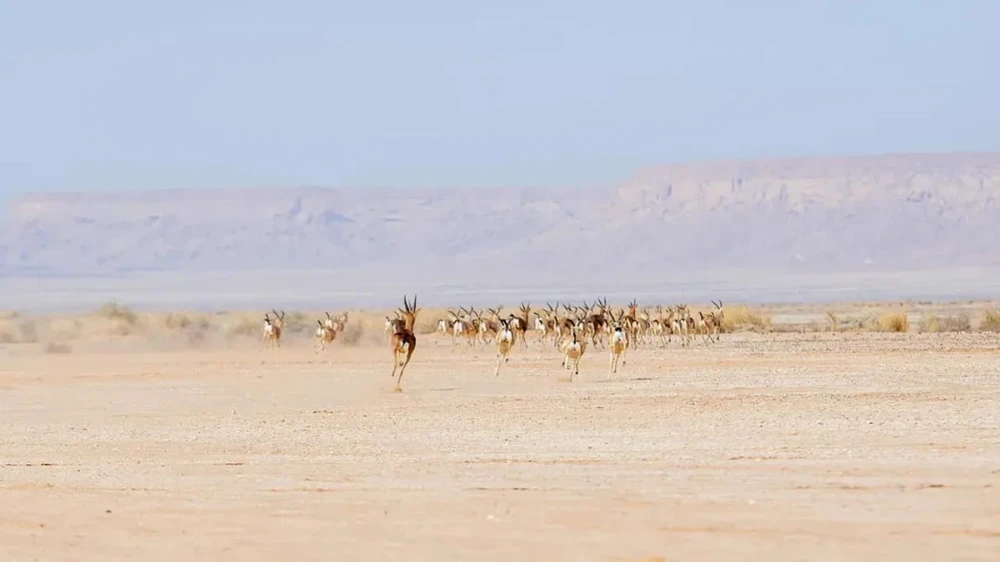 إطلاق أكثر من 60 كائنًا فطريًا في محمية الملك خالد الملكية
