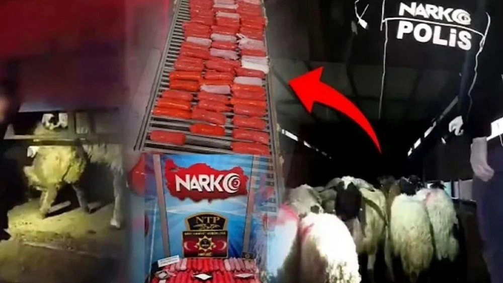 الأمن التركي يحبط محاولة تهريب مخدرات مخبأة داخل أمعاء حيوانات.. فيديو