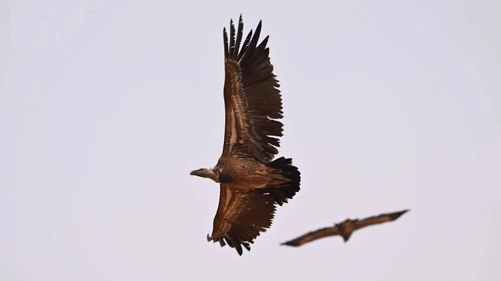 محمية الملك عبدالعزيز الملكية ترصد نسر روبّل المهدد بالانقراض لأول مرة
