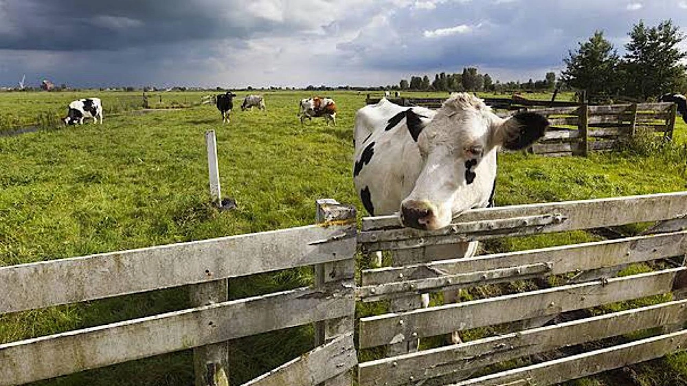 امرأة تنجو من هجوم أبقار عنيفة في إسكتلندية