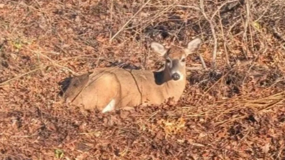 غزالة تثير الفوضى في حي سكني بنيويورك وتنفق في ظروف غامضة