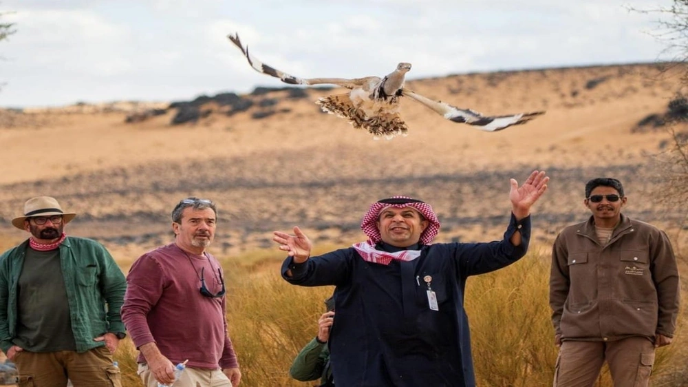 محمية الأمير محمد بن سلمان الملكية تُعيد توطين طائر الحبارى الآسيوي.. صور