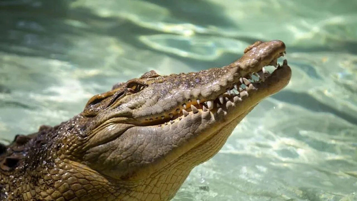 فيضانات موزمبيق تطلق التماسيح داخل المدن وتخلف ضحايا.. فيديو