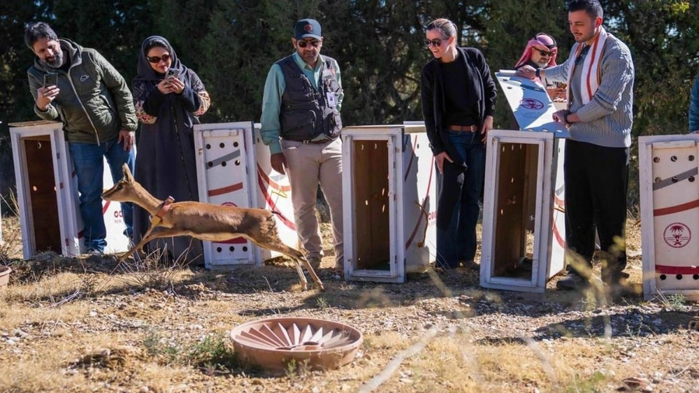 إطلاق 12 كائنًا فطريًا في متنزه السودة الوطني