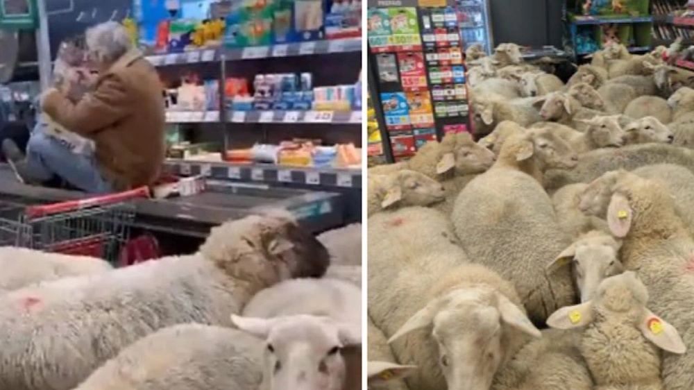 50 خروفًا يقتحمون متجرًا في بافاريا ويثيرون فوضى بين الزبائن .. فيديو