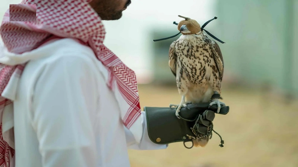 تسليم 13 صقرًا لنادي الصقور بعد استكمال تأهيلها في مراكز الإيواء