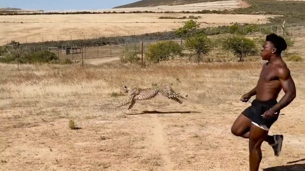 سبيد يخوض سباقًا مثيرًا مع أسرع حيوان على الأرض.. فيديو