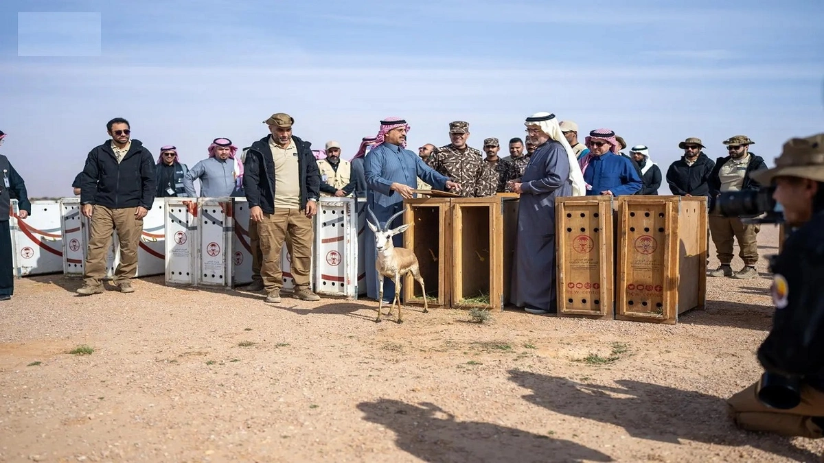 إطلاق 75 كائنًا فطريًا في محمية الملك عبدالعزيز الملكية