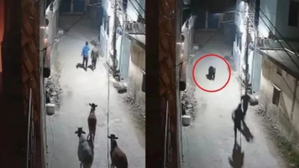 دب بري يثير الذعر في شوارع مدينة هندية ويطارد مواطنين ليلاً .. فيديو